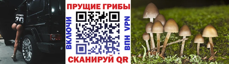 Псилоцибиновые грибы Cubensis  Чердынь 